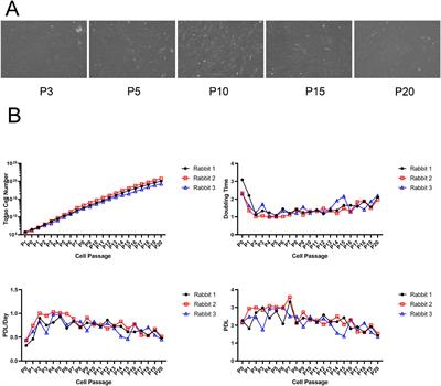 Allogeneic fibroblasts ameliorate intervertebral disc degeneration by reducing osteophytes in rabbits